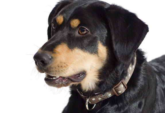 Justerbar halsbånd med polka prikker - til mellem/større hunde